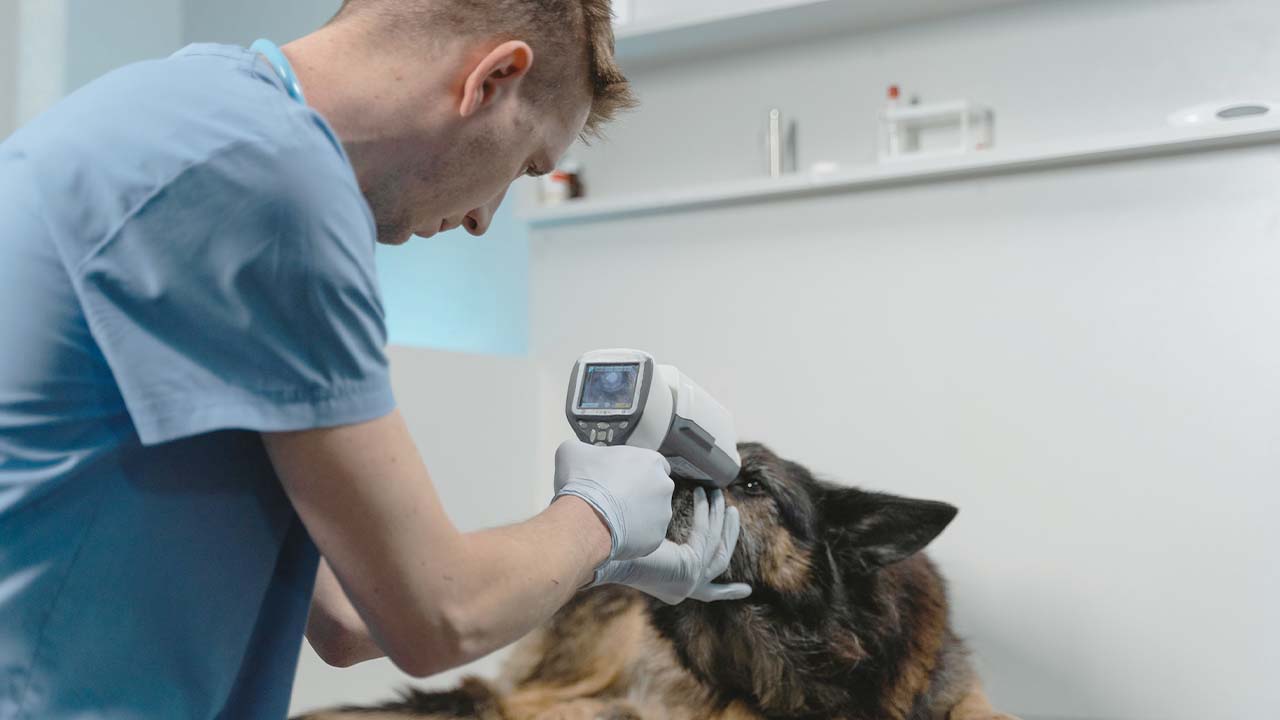 vet-blog-02